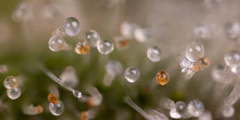 Northern Lights Autoflower (Zamnesia Seeds) feminized