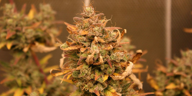 AK-420 Samonakvétací (Zamnesia Seeds)