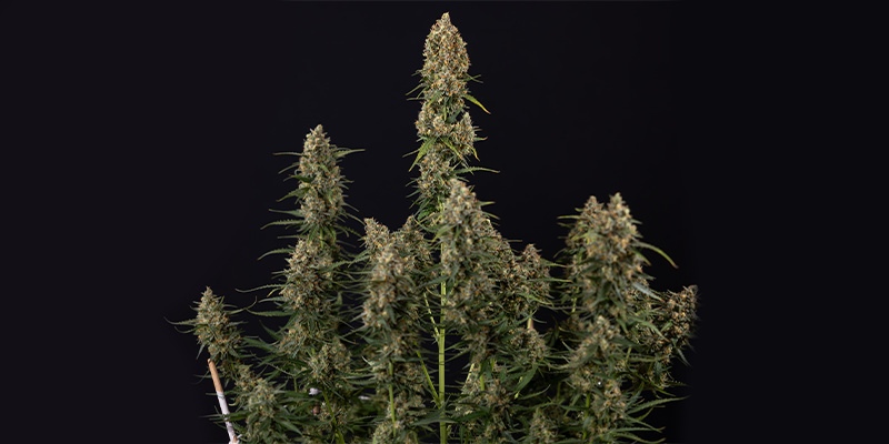 Sticky Beast Autoflower (Zamnesia Seeds) feminized