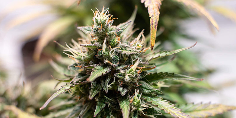 Amnesia Skunk Autoflower (Zamnesia Seeds)