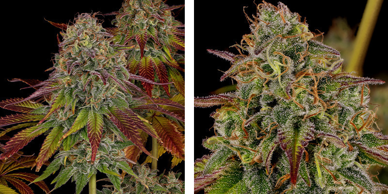 Bruce Banner 3 - Zamnesia Seeds