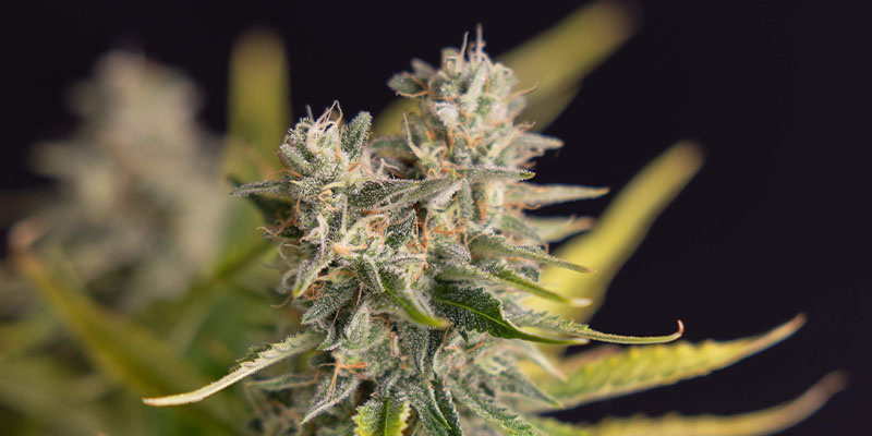 Apple Fritter Autoflower (Zamnesia Seeds)