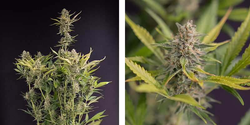 Apple Fritter Autoflower (Zamnesia Seeds)