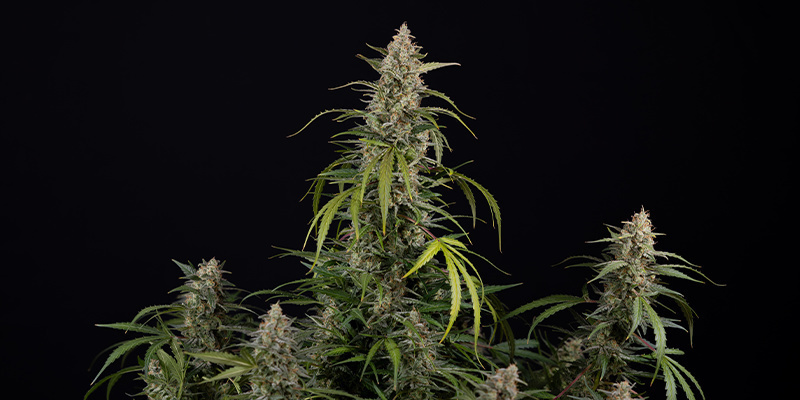 Purple Haze Autoflower (Zamnesia Seeds) Feminized