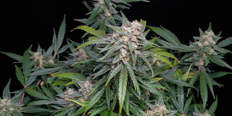 Biscotti Autoflower (Zamnesia Seeds)