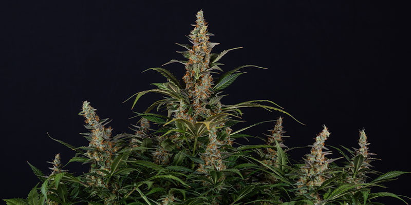 Black Orchid Autoflower (Zamnesia Seeds)