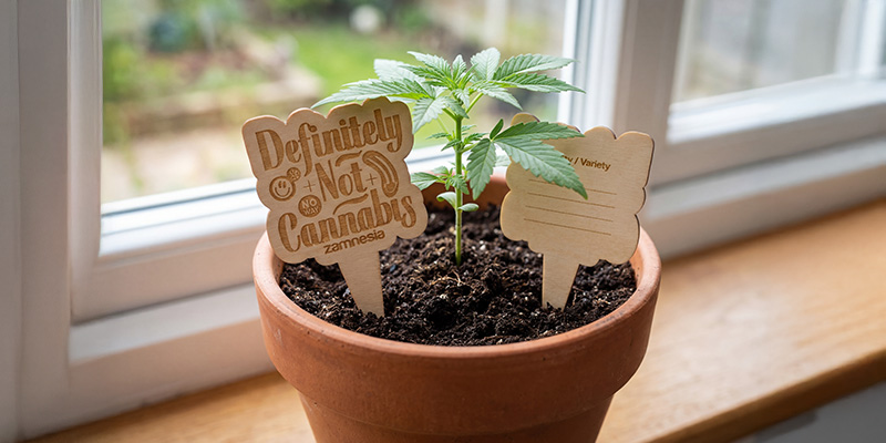 Dřevěné značky do květináčů - Zamnesia: Sledujte svůj grow jako profík