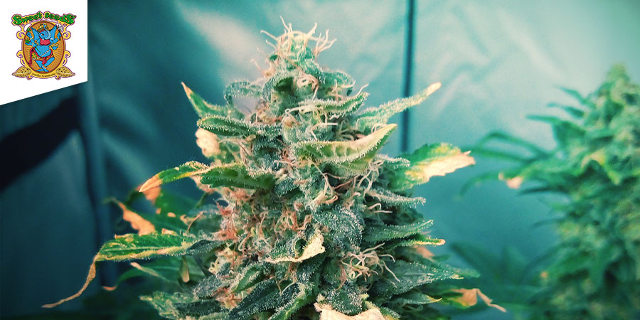 Black Jack (Sweet Seeds)