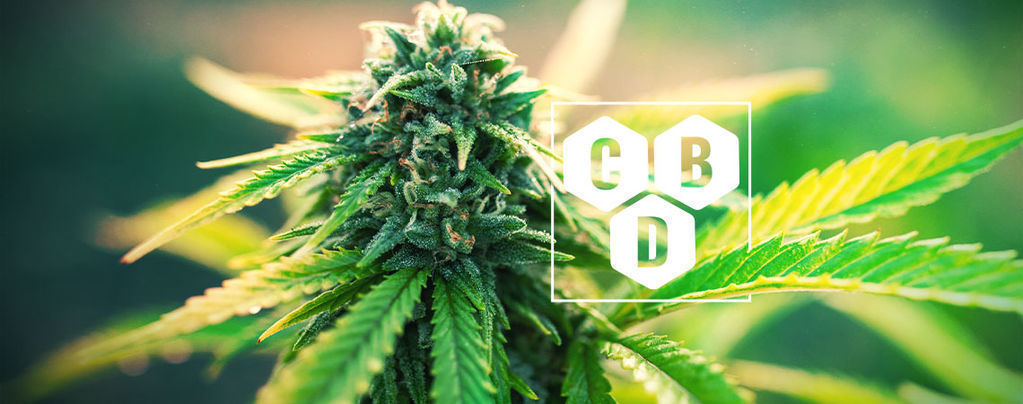 Co je kanabidiol (CBD)?