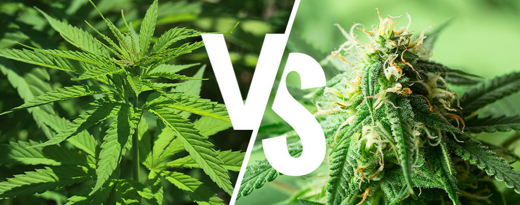 Indika vs. sativa: Má to v roce 2026 ještě smysl rozlišovat?