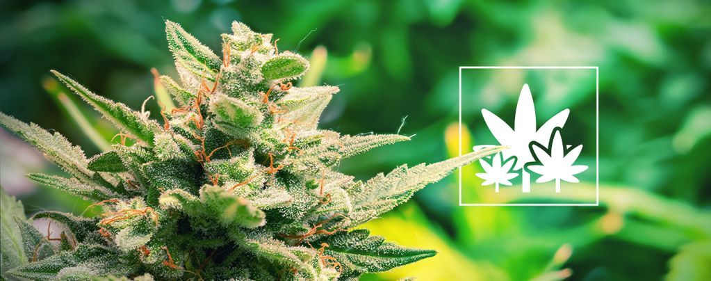 Vypěstujte maximální úrodu z matečních rostlin