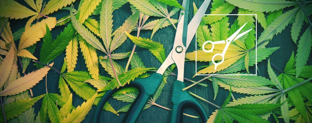 Prořezávání: Vše, co potřebujete vědět