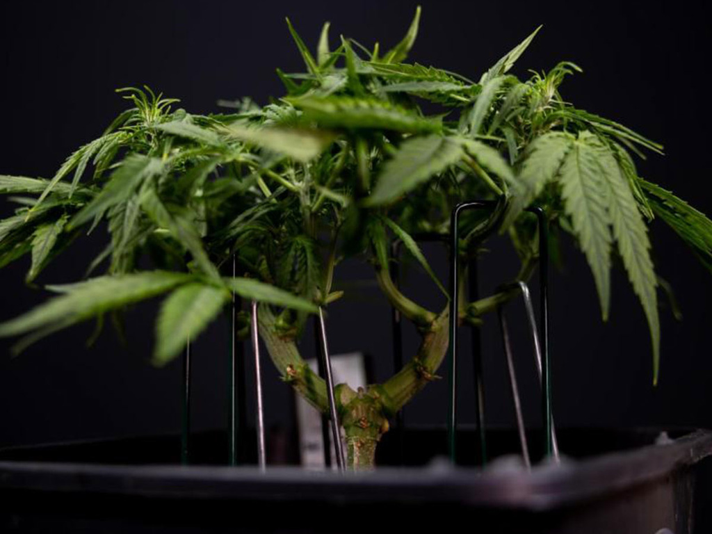 Jak a kdy provádět low stress training u rostlin konopí