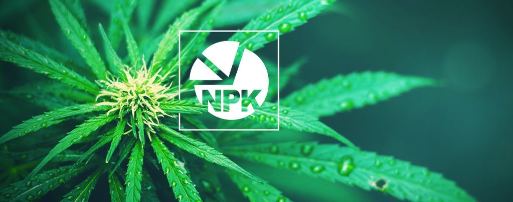 NPK: Jaké je nejlepší poměrové složení pro pěstování konopí
