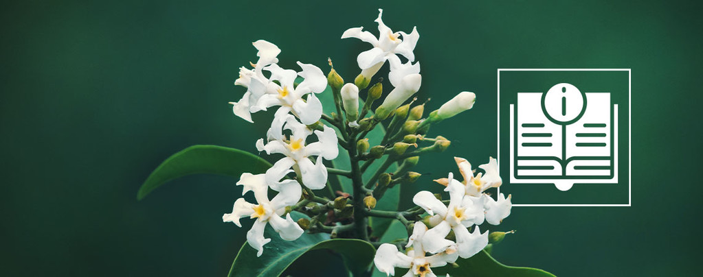 Voacanga africana: Vše, co potřebujete vědět