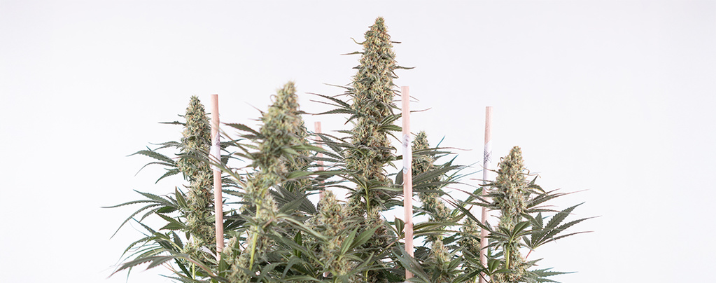 How To Grow Autoflowers: The Complete Guide