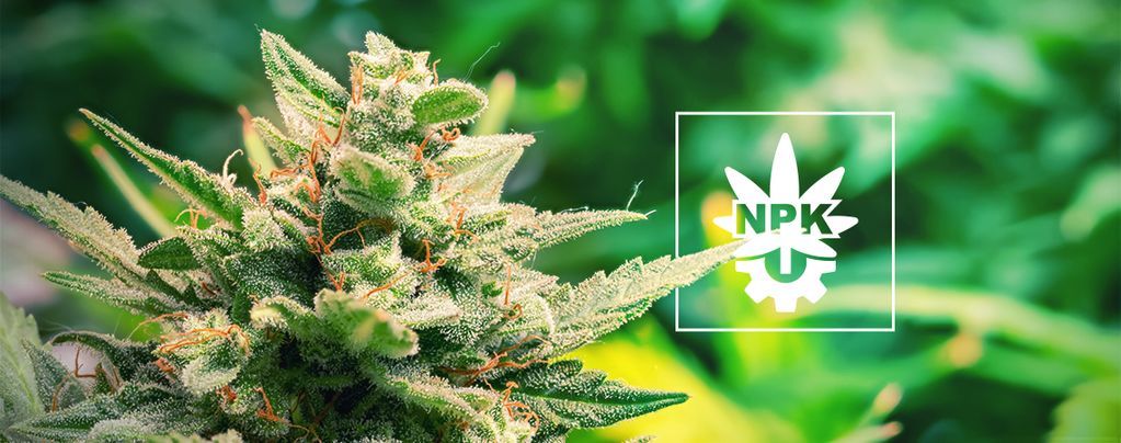 Potřebují samonakvétací rostliny živiny?