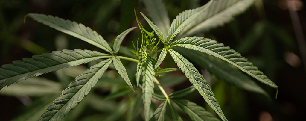 Co je cannabis ruderalis?