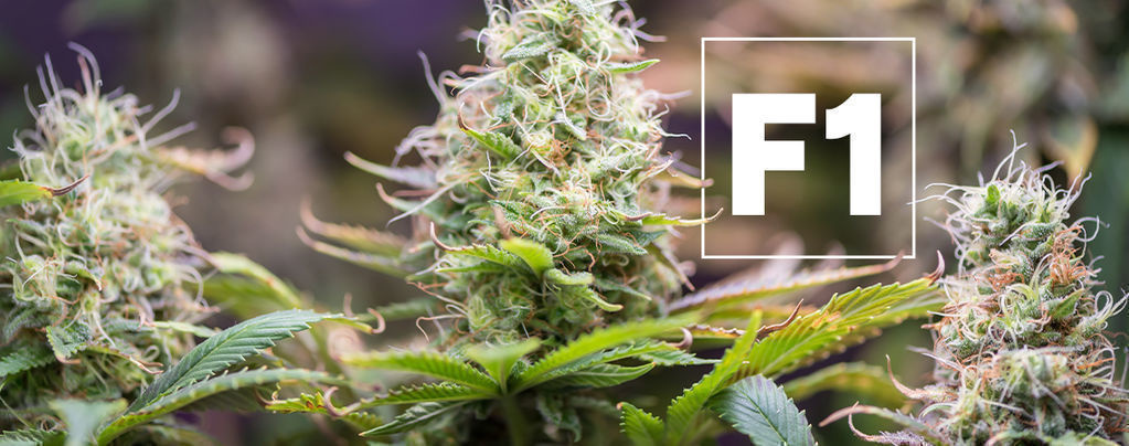 F1 hybridy konopí