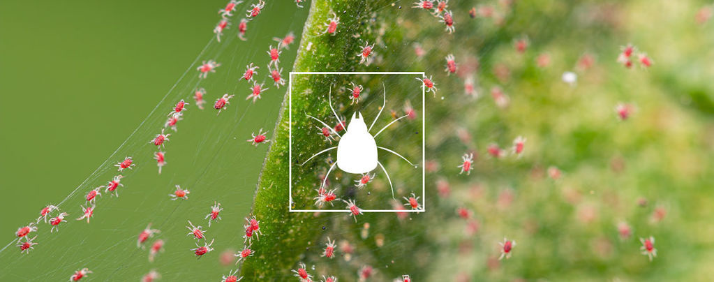 Jak se zbavit svilušek na rostlinách konopí