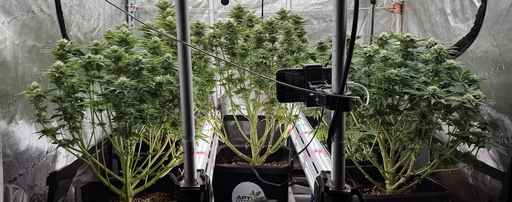 Mezikanopové osvětlení u konopí: Ano, nebo ne?