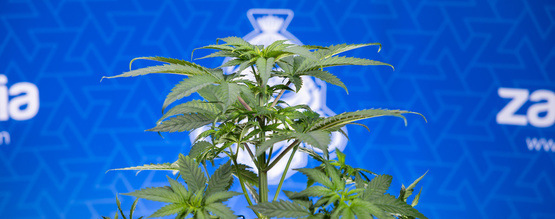 Proč se listy mého konopí kroutí dolů?