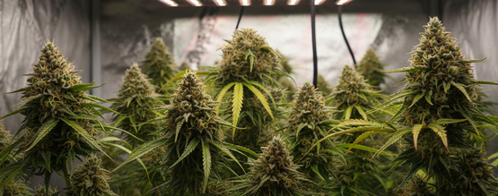 Jak pěstovat konopí v režimu 12/12 už od semínka