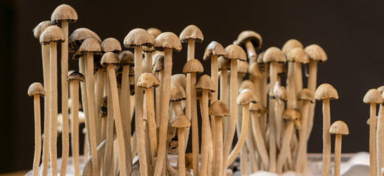 Co je Panaeolus cyanescens?