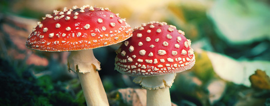Co je muchomůrka červená (Amanita muscaria)?