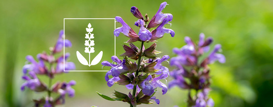 Šalvěj divotvorná (Salvia divinorum): Vše, co potřebujete vědět