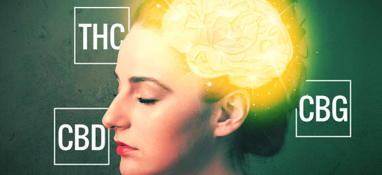 CBD, THC a CBG – průvodce kanabinoidy