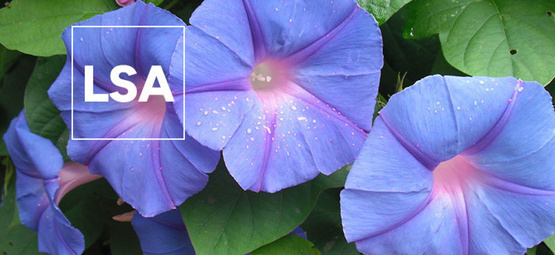 LSA: Vše, co potřebujete vědět