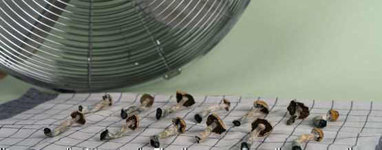 Jak sušit lysohlávky