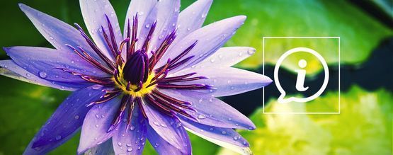 Co je Modrý leknín?