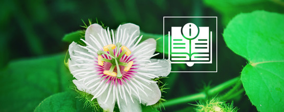 Mučenka (passionflower): Vše, co potřebujete vědět