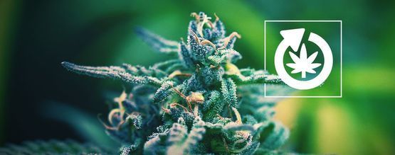 Životní cyklus rostliny konopí