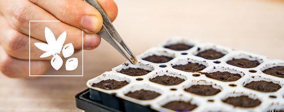 Jak naklíčit semena konopí s pomocí Smart Start kitu