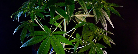 Co je konopná indika?