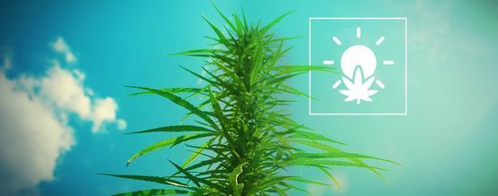 Jak pěstovat konopí venku