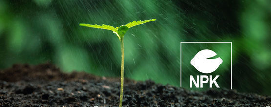 Jak správně dodávat živiny rostlinám konopí