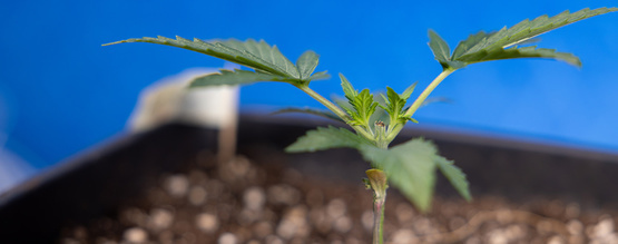 Topping konopí: Vše, co potřebujete vědět