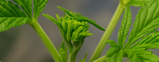FIMing konopí pro vyšší výnosy: Kdy a jak své rostliny FIMovat