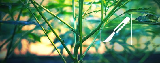 Průvodce štěpením stonků konopí