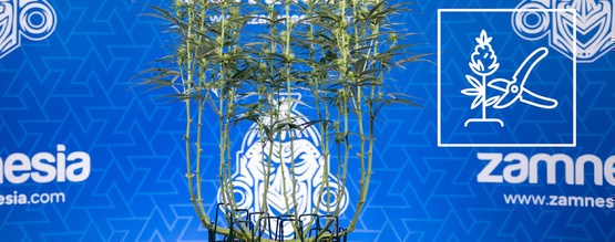 How to lollipop cannabis