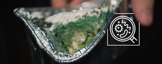 Jak rozpoznat kontaminovanou kulturu lysohlávek