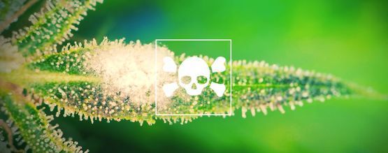 Jak rozpoznat a léčit nemocné rostliny konopí