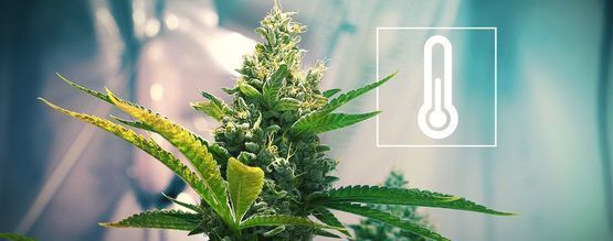 Teplota v pěstírně konopí