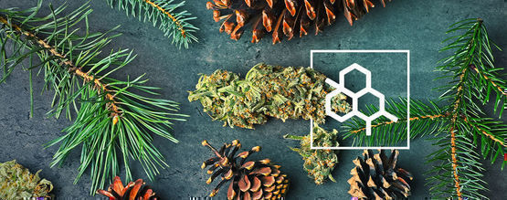 Vše, co potřebujete vědět o terpenech