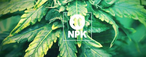 Makro- a mikroživinové nedostatky vysvětlené