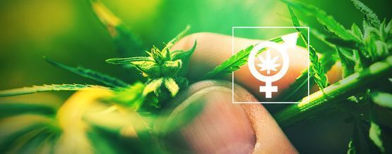 Proč je důležité určit pohlaví vašich rostlin konopí